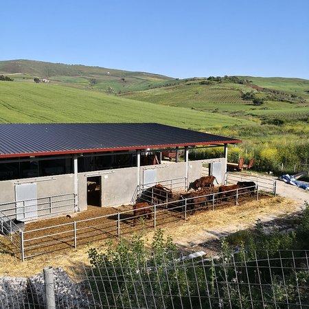 Azienda Agricola Angela Gervasi