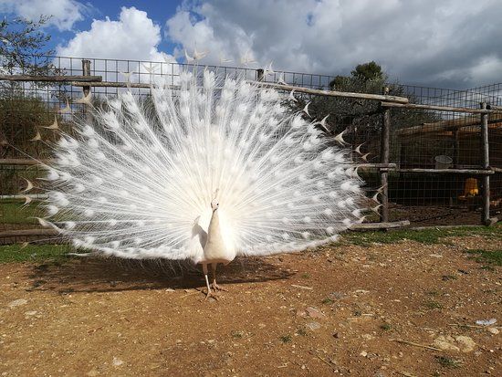 Fattoria Bassa Corte