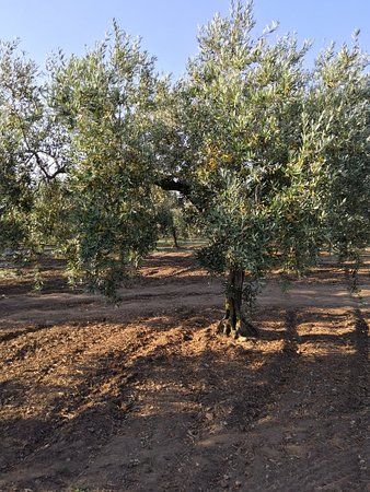 Azienda Agricola Moceri Giuseppe