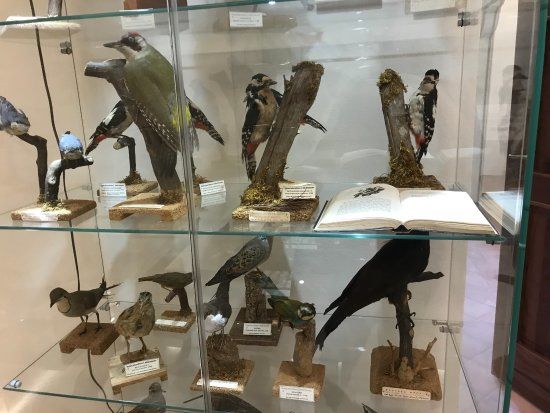 Museo naturalistico Francesco Minà Palumbo